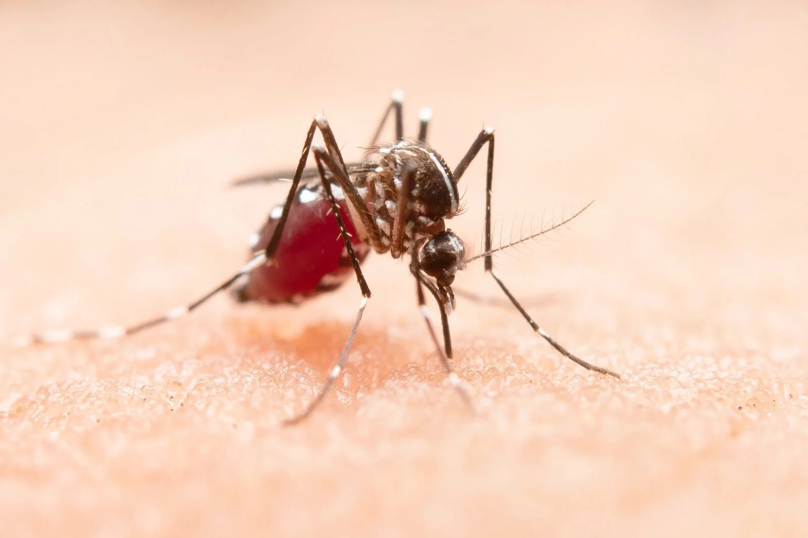 Dengue Fever & Ayurveda: A Holistic Approach to Treatment